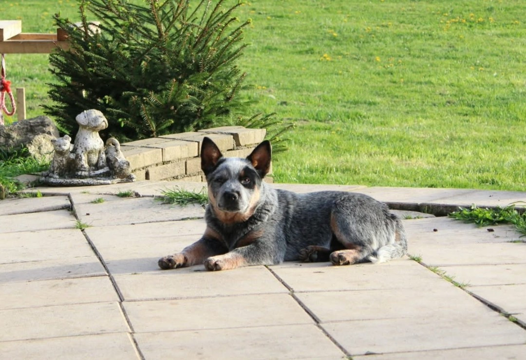 Ddk's Tribute - Chiots disponibles - Bouvier australien