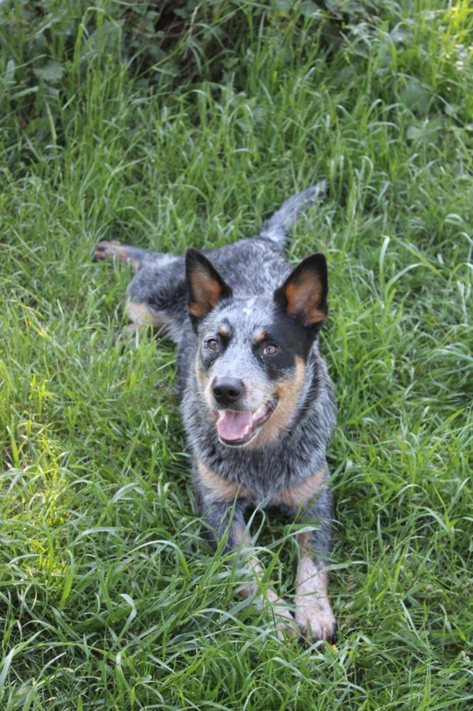 Ddk's Tribute - Chiots disponibles - Bouvier australien