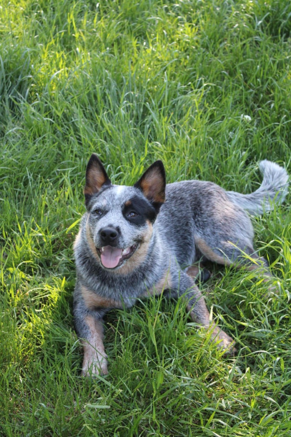 Ddk's Tribute - Chiots disponibles - Bouvier australien