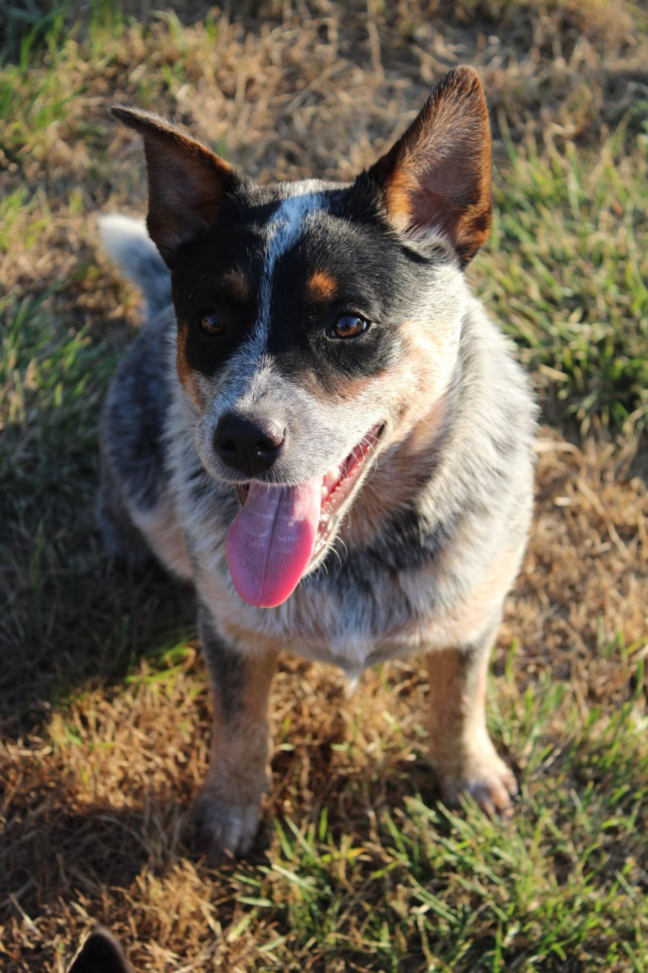 Ddk's Tribute - Chiots disponibles - Bouvier australien