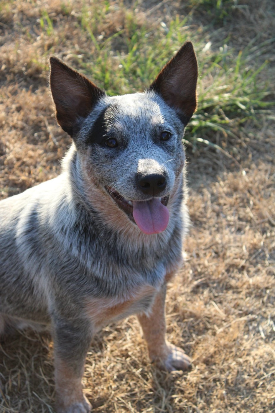 Ddk's Tribute - Chiots disponibles - Bouvier australien