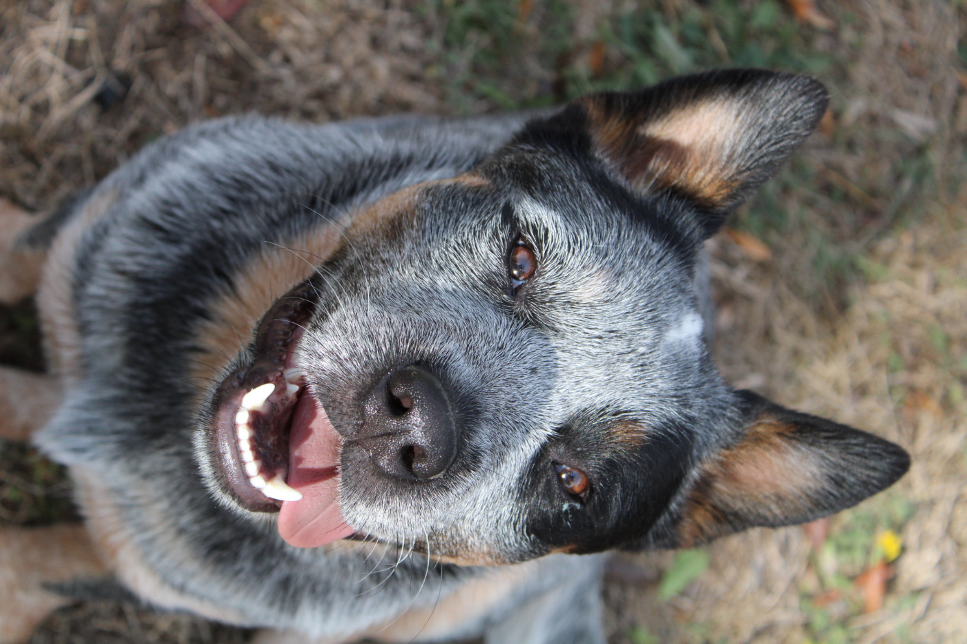 Ddk's Tribute - Chiots disponibles - Bouvier australien