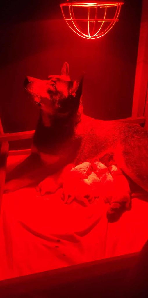 Chiot Bouvier australien Ddk's Tribute